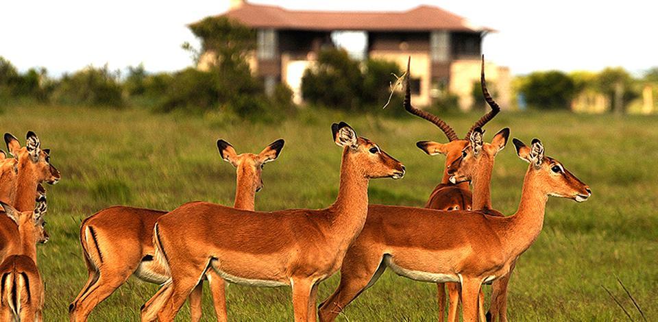 Ol Pejeta Holiday Villas Nanyuki Eksteriør billede