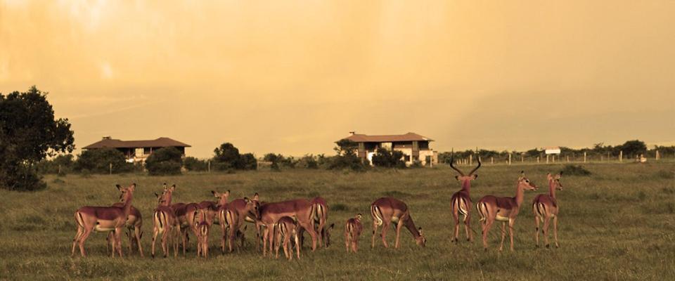 Ol Pejeta Holiday Villas Nanyuki Eksteriør billede