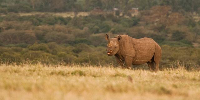Ol Pejeta Holiday Villas Nanyuki Eksteriør billede